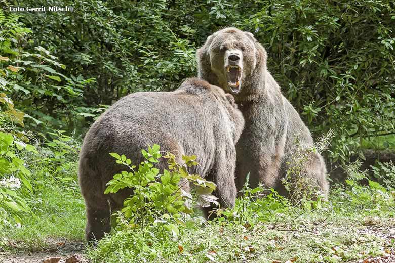 Braunbärin Brenda und Braunbärin Siddy am 20. August 2016 auf der Außenanlage der Braunbären im Zoo Wuppertal (Foto Gerrit Nitsch)