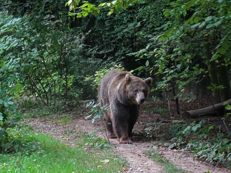Braunbärin SIDDY am 29. August 2016 auf der Außenanlage der Braunbären im Grünen Zoo Wuppertal
