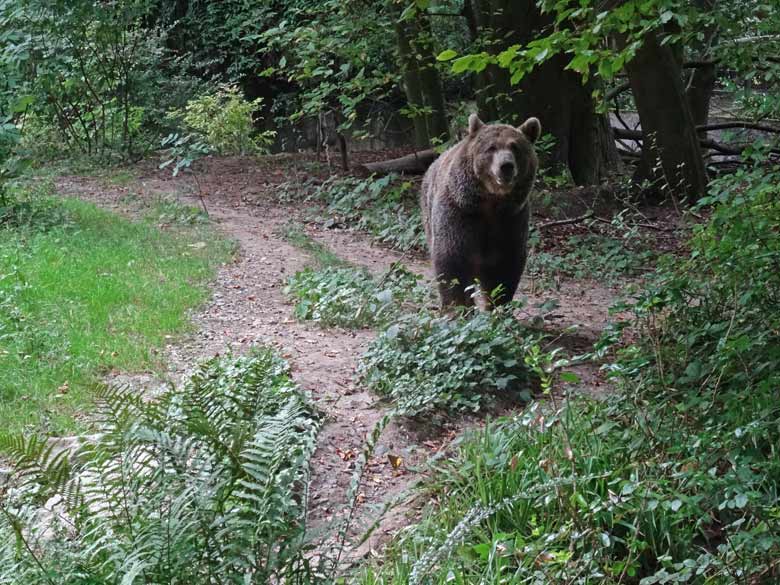 Braunbärin SIDDY am 29. August 2016 auf der Außenanlage der Braunbären im Wuppertaler Zoo