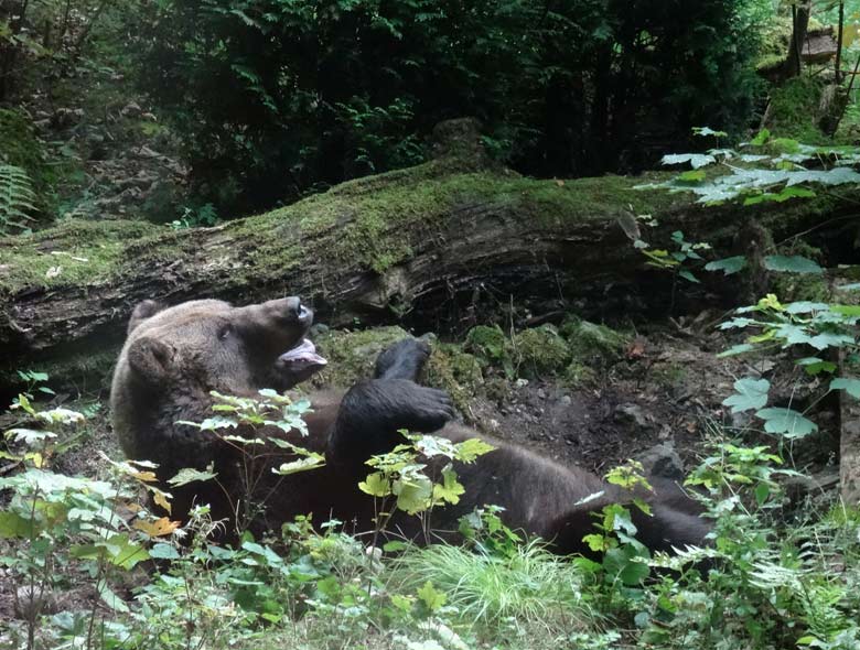Braunbärin BRENDA am 29. August 2016 auf der Außenanlage der Braunbären im Zoologischen Garten Wuppertal