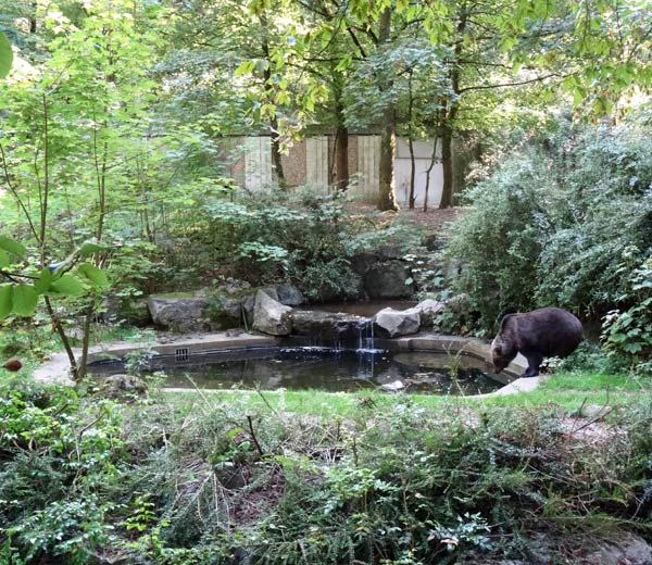 Braunbärin Brenda im Wuppertaler Zoo am 30. August 2016