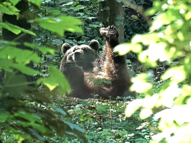 Braunbärin SIDDY am 5. September 2016 auf der Außenanlage der Braunbären im Zoologischen Garten der Stadt Wuppertal