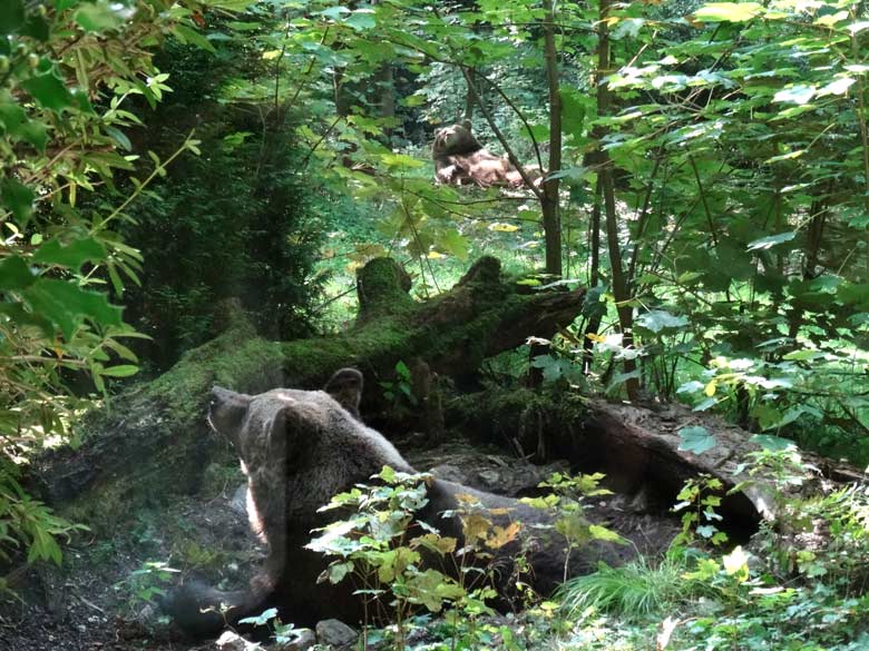 Braunbärin BRENDA und Braunbärin SIDDY am 5. September 2016 auf der Außenanlage der Braunbären im Grünen Zoo Wuppertal