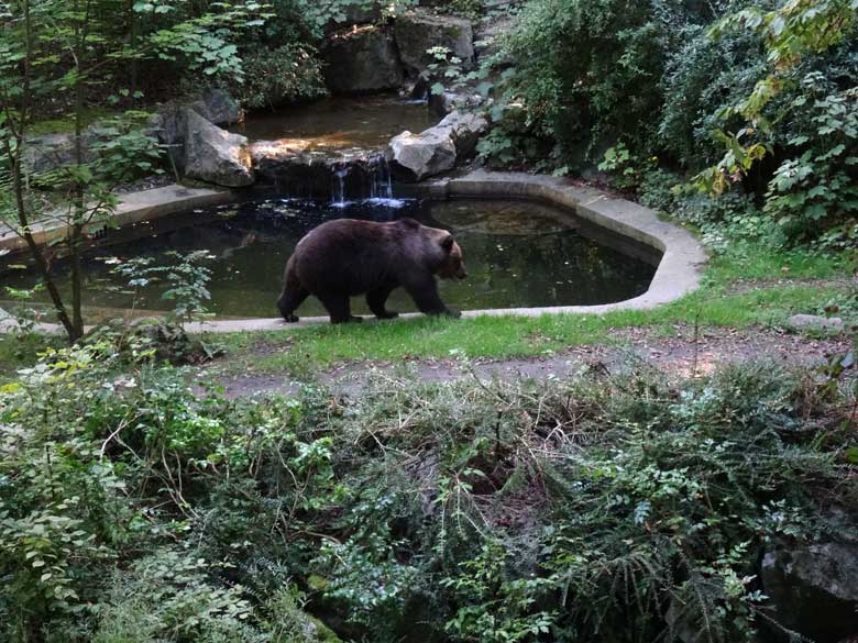 Braunbärin BRENDA am 7. September 2016 auf der Außenanlage der Braunbären im Grünen Zoo Wuppertal