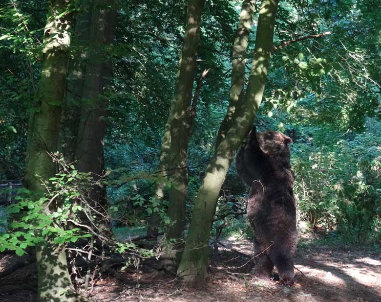 Braunbärin BRENDA am 8. September 2016 auf der Außenanlage der Braunbären im Grünen Zoo Wuppertal