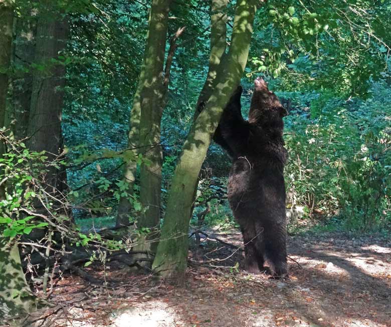 Braunbärin BRENDA am 8. September 2016 auf der Außenanlage der Braunbären im Zoo Wuppertal