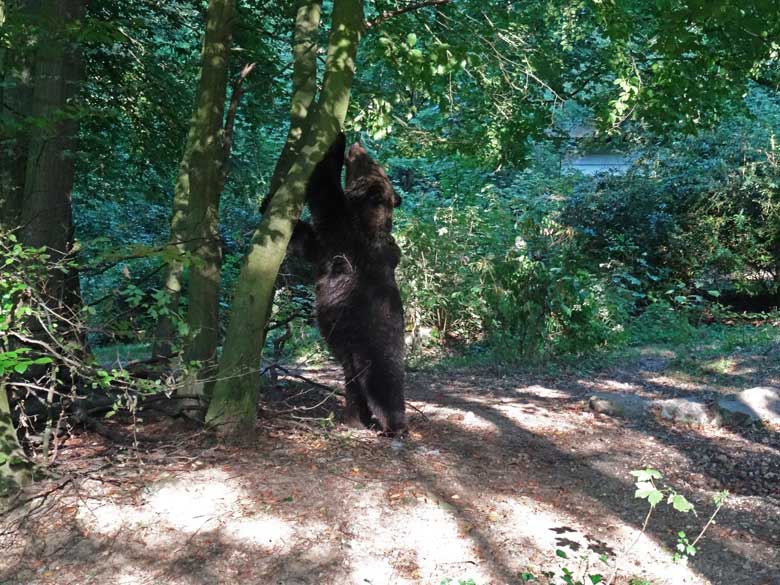 Braunbärin BRENDA am 8. September 2016 auf der Außenanlage der Braunbären im Zoologischen Garten der Stadt Wuppertal