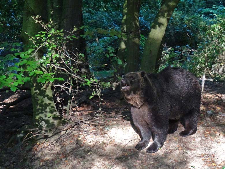 Braunbärin BRENDA am 8. September 2016 auf der Außenanlage der Braunbären im Wuppertaler Zoo