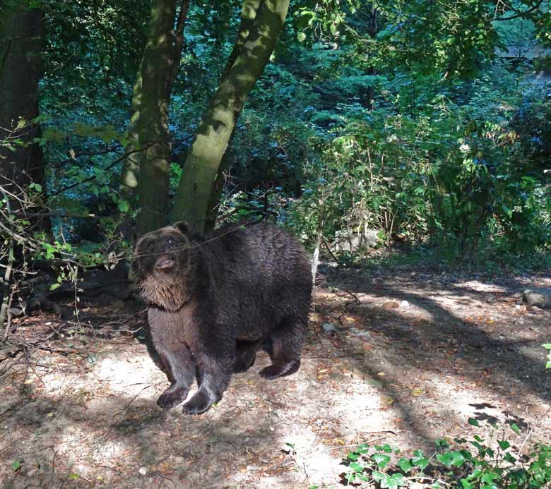 Braunbärin BRENDA am 8. September 2016 auf der Außenanlage der Braunbären im Grünen Zoo Wuppertal