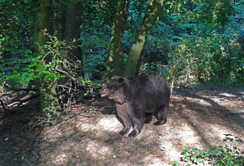 Braunbärin BRENDA am 8. September 2016 auf der Außenanlage der Braunbären im Wuppertaler Zoo