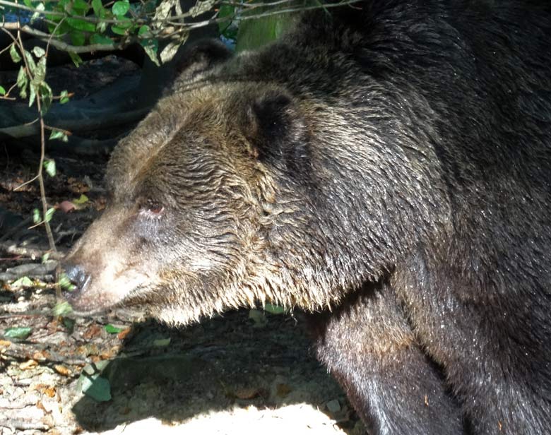 Braunbärin BRENDA am 8. September 2016 auf der Außenanlage der Braunbären im Zoologischen Garten Wuppertal