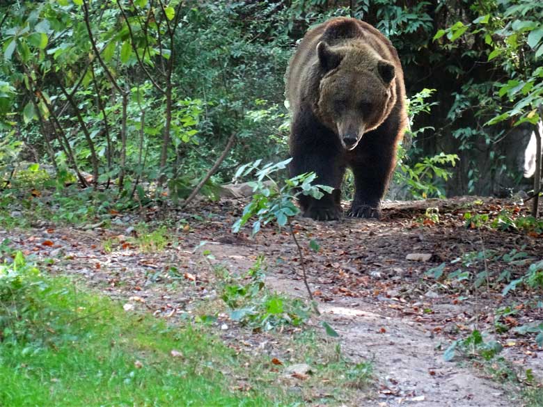 Braunbärin BRENDA am 11. September 2016 auf der Außenanlage der Braunbären im Wuppertaler Zoo