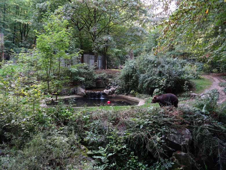 Braunbärin BRENDA am 11. September 2016 auf der Außenanlage der Braunbären im Zoologischen Garten der Stadt Wuppertal