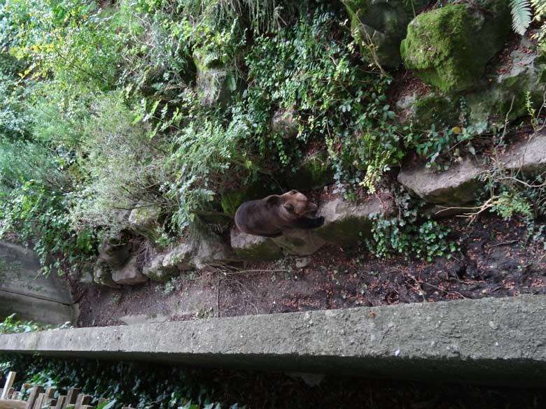 Braunbärin BRENDA am 11. September 2016 auf der Außenanlage der Braunbären im Grünen Zoo Wuppertal