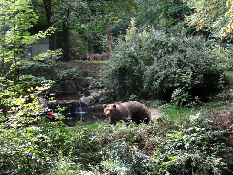 Braunbärin SIDDY am 11. September 2016 auf der Außenanlage der Braunbären im Grünen Zoo Wuppertal