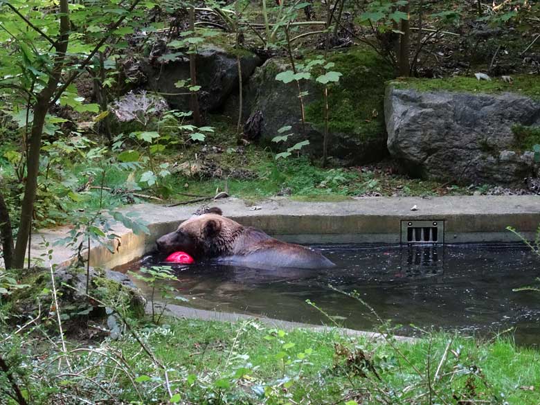 Braunbärin BRENDA am 12. September 2016 auf der Außenanlage der Braunbären im Zoologischen Garten der Stadt Wuppertal