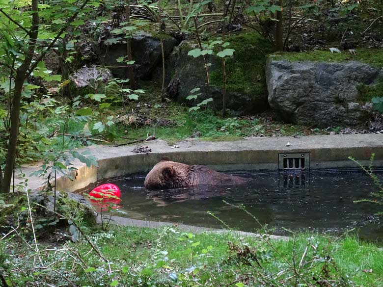 Braunbärin BRENDA am 12. September 2016 auf der Außenanlage der Braunbären im Wuppertaler Zoo