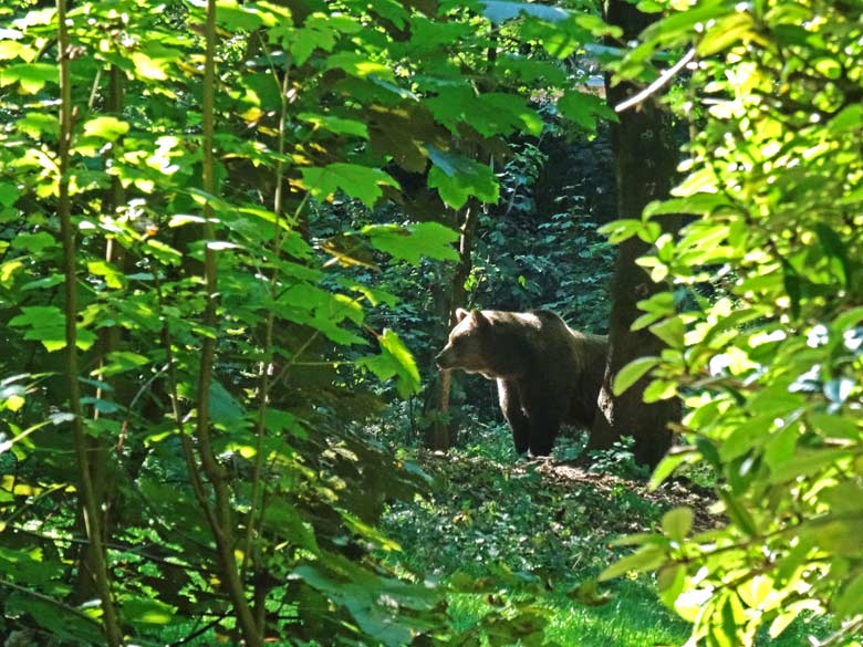 Braunbärin SIDDY am 13. September 2016 auf der Außenanlage der Braunbären im Grünen Zoo Wuppertal