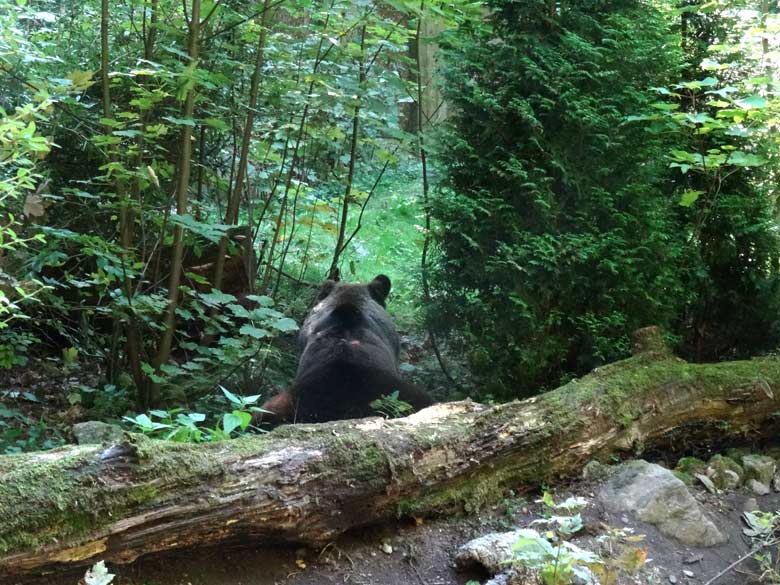 Braunbärin BRENDA am 13. September 2016 auf der Außenanlage der Braunbären im Zoo Wuppertal