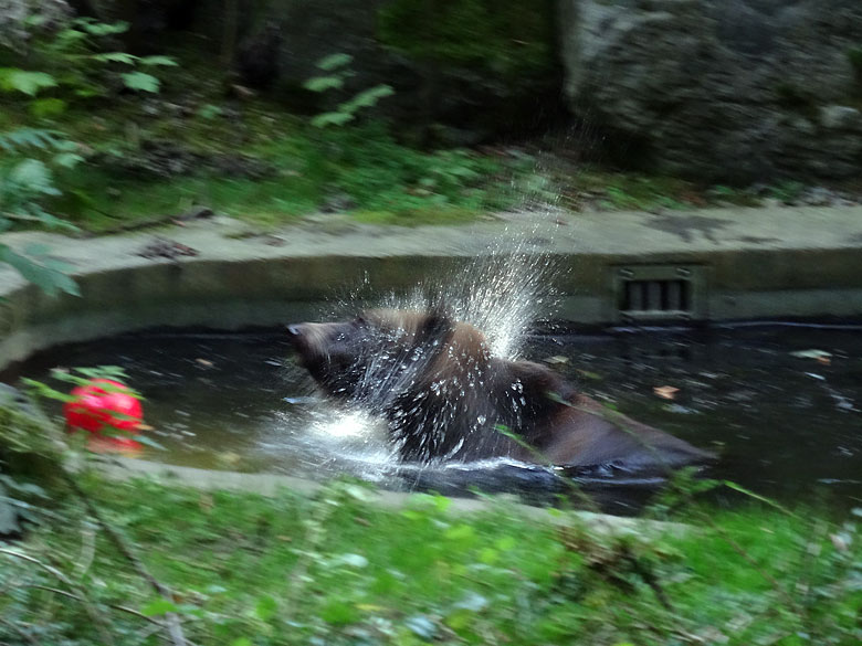 Braunbärin BRENDA am 13. September 2016 auf der Außenanlage der Braunbären im Grünen Zoo Wuppertal