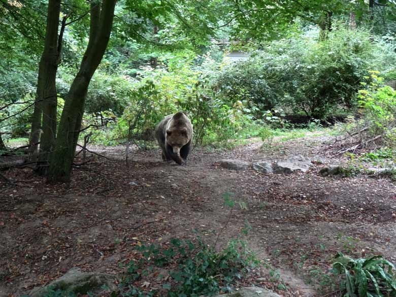 Braunbärin am 16. September 2016 im Zoo Wuppertal