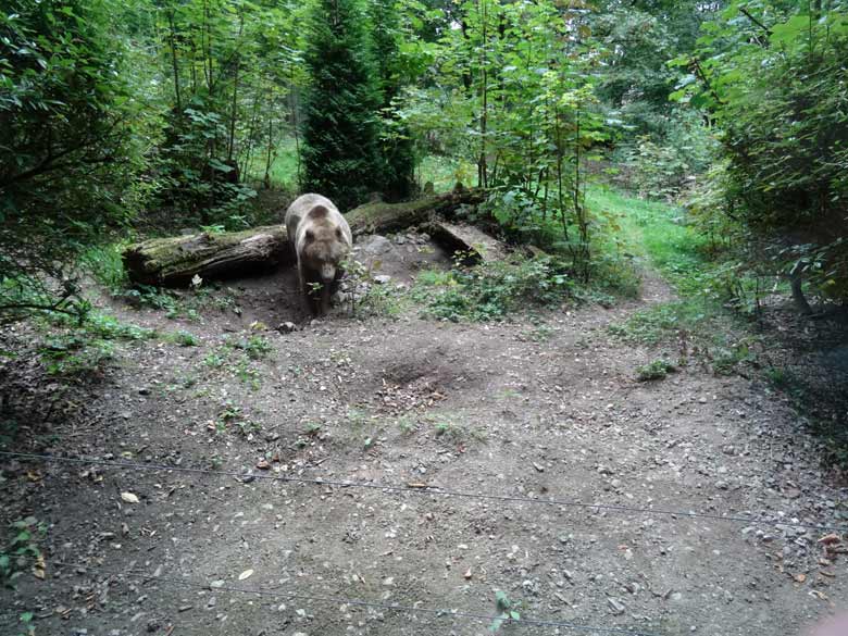 Braunbärin am 16. September 2016 im Grünen Zoo Wuppertal