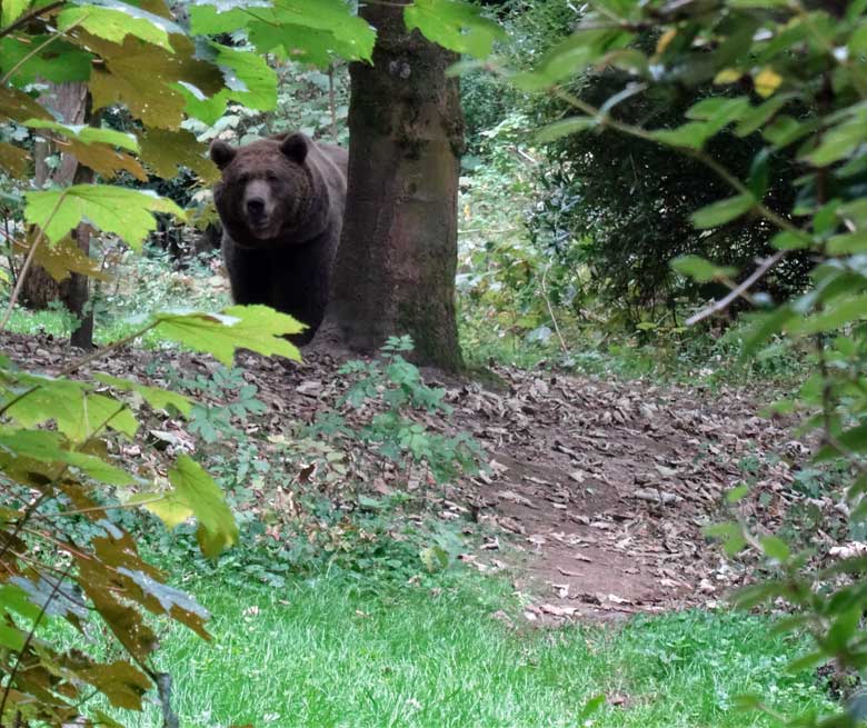 Braunbärin am 16. September 2016 im Zoo Wuppertal