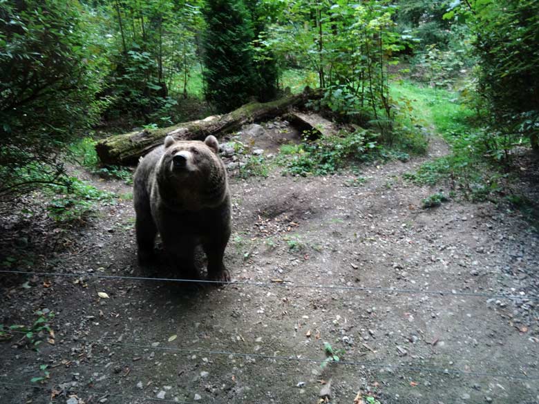 Braunbärin am 16. September 2016 im Zoologischen Garten der Stadt Wuppertal