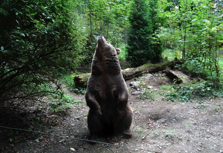 Braunbärin am 16. September 2016 im Wuppertaler Zoo