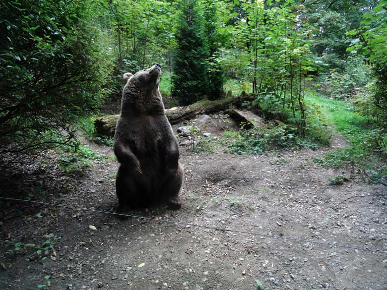 Braunbärin am 16. September 2016 im Grünen Zoo Wuppertal