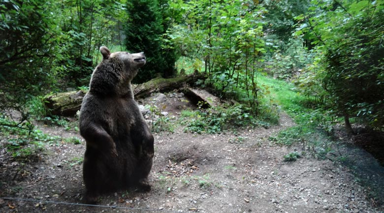 Braunbärin am 16. September 2016 im Zoo Wuppertal