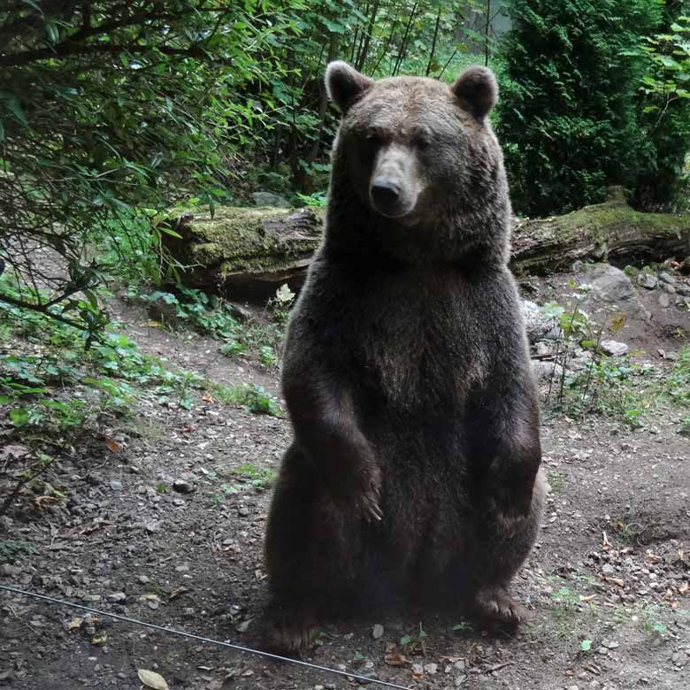 Braunbärin am 16. September 2016 im Zoologischen Garten der Stadt Wuppertal