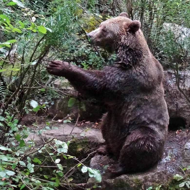 Braunbärin am 16. September 2016 im Zoo Wuppertal