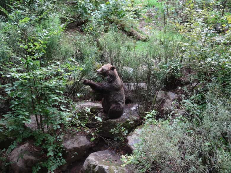 Braunbärin am 16. September 2016 im Wuppertaler Zoo