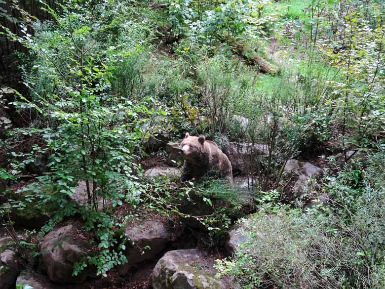 Braunbärin am 16. September 2016 im Zoologischen Garten der Stadt Wuppertal