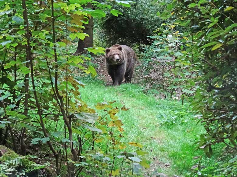 Braunbärin am 16. September 2016 im Wuppertaler Zoo