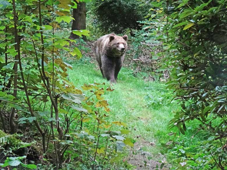 Braunbärin am 16. September 2016 im Grünen Zoo Wuppertal