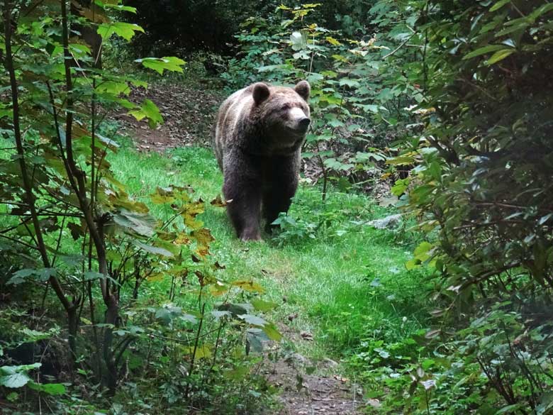 Braunbärin am 16. September 2016 im Zoo Wuppertal