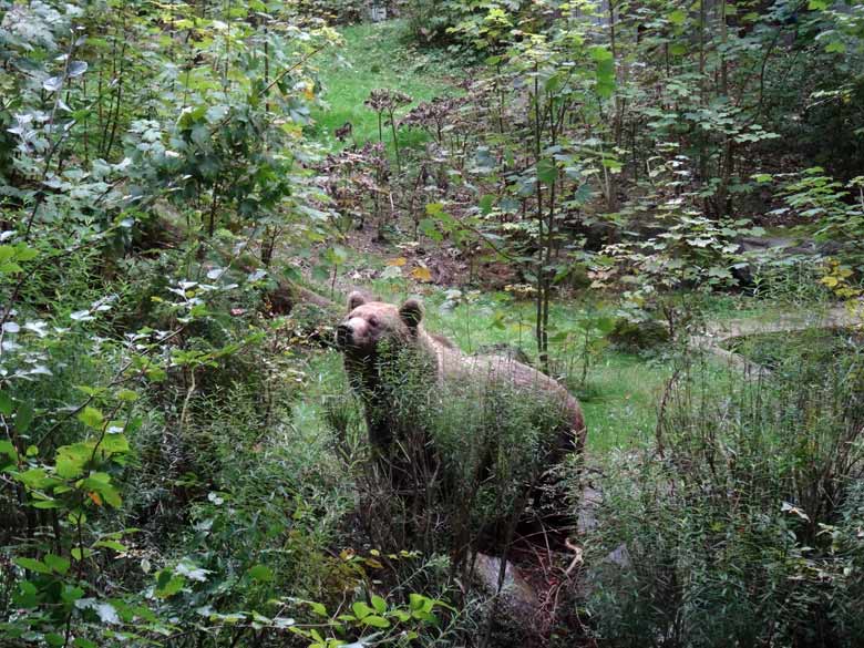 Braunbärin am 16. September 2016 im Zoologischen Garten der Stadt Wuppertal