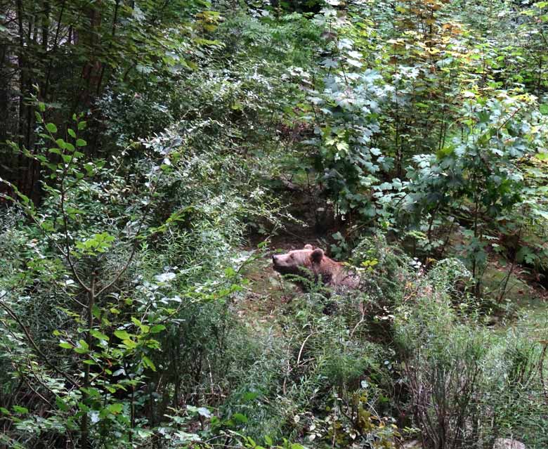 Braunbärin am 16. September 2016 im Grünen Zoo Wuppertal