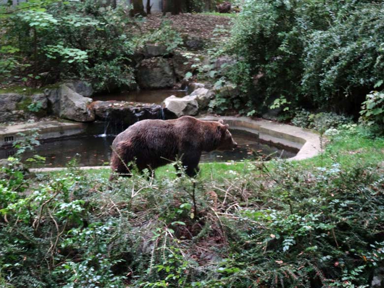 Braunbärin am 16. September 2016 im Zoo Wuppertal