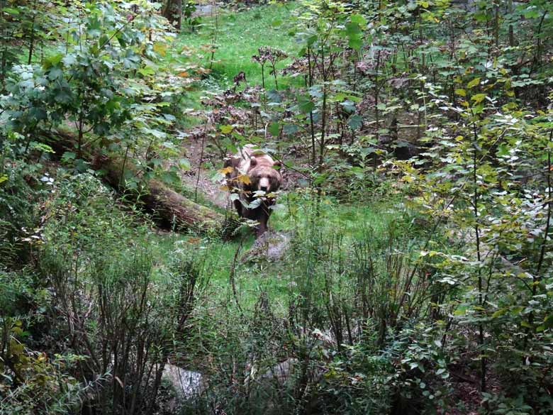 Braunbärin am 16. September 2016 im Zoologischen Garten der Stadt Wuppertal