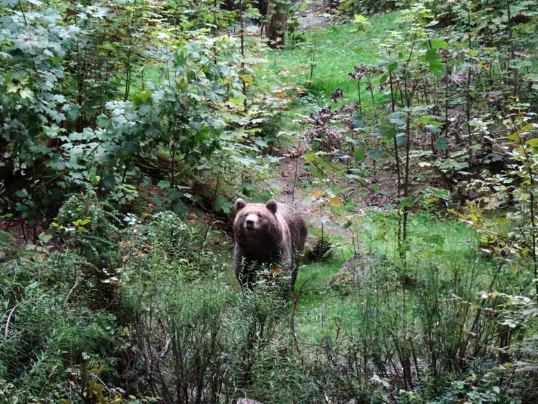 Braunbärin am 16. September 2016 im Wuppertaler Zoo