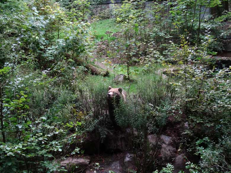 Braunbärin am 16. September 2016 im Grünen Zoo Wuppertal