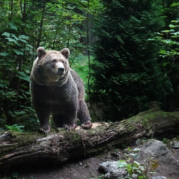 Braunbärin im Wuppertaler Zoo am 16. September 2016