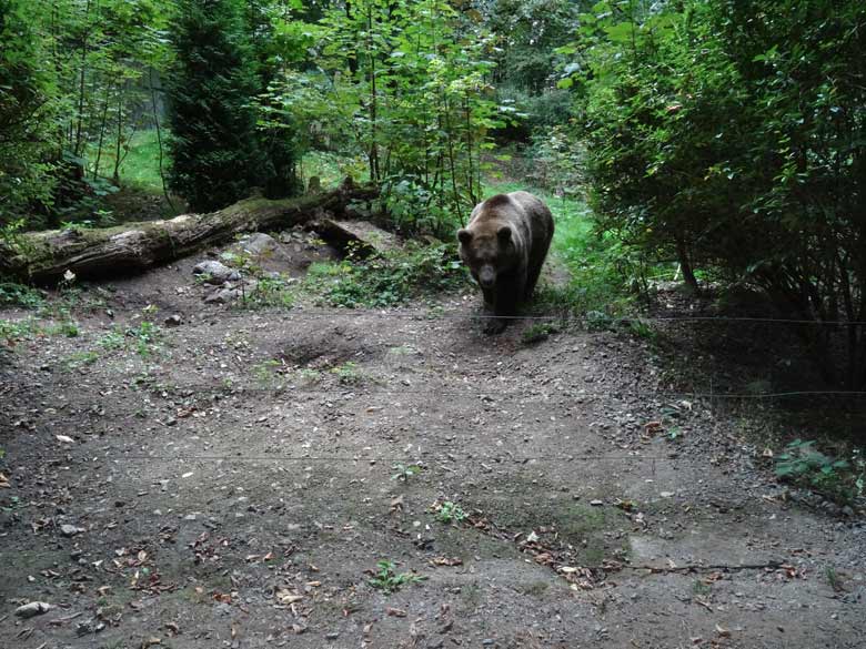 Braunbärin am 16. September 2016 im Grünen Zoo Wuppertal