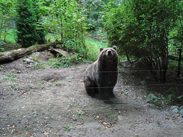 Braunbärin am 16. September 2016 im Zoo Wuppertal