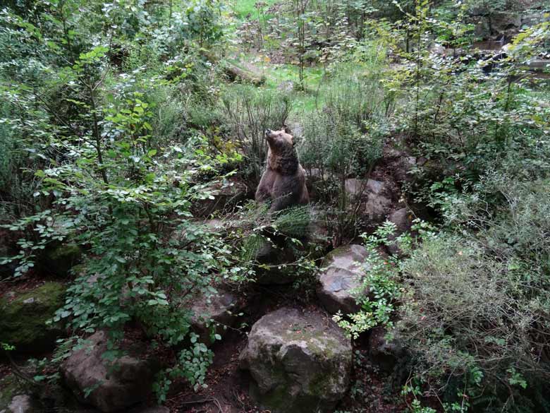 Braunbärin am 16. September 2016 im Wuppertaler Zoo