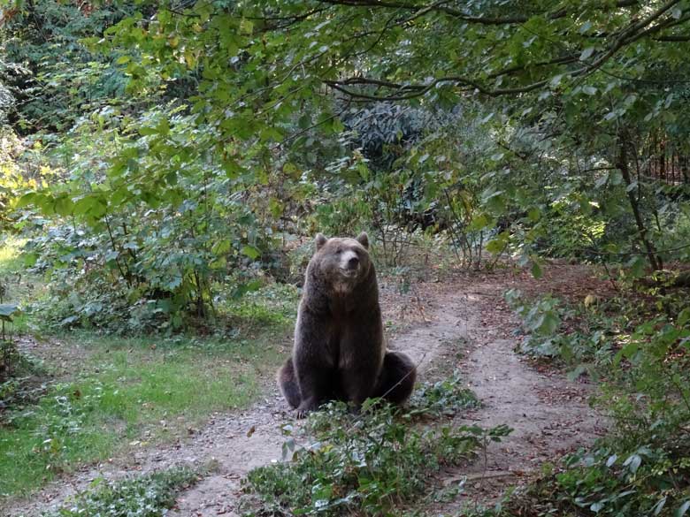 Braunbärin SIDDY am 21. September 2016 im Grünen Zoo Wuppertal