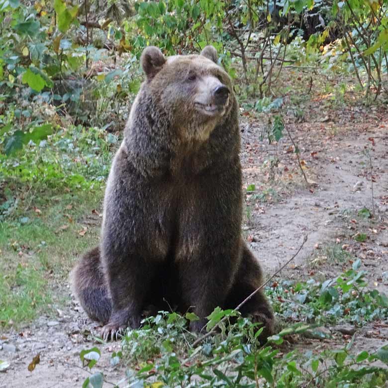 Braunbärin SIDDY am 21. September 2016 im Zoologischen Garten der Stadt Wuppertal